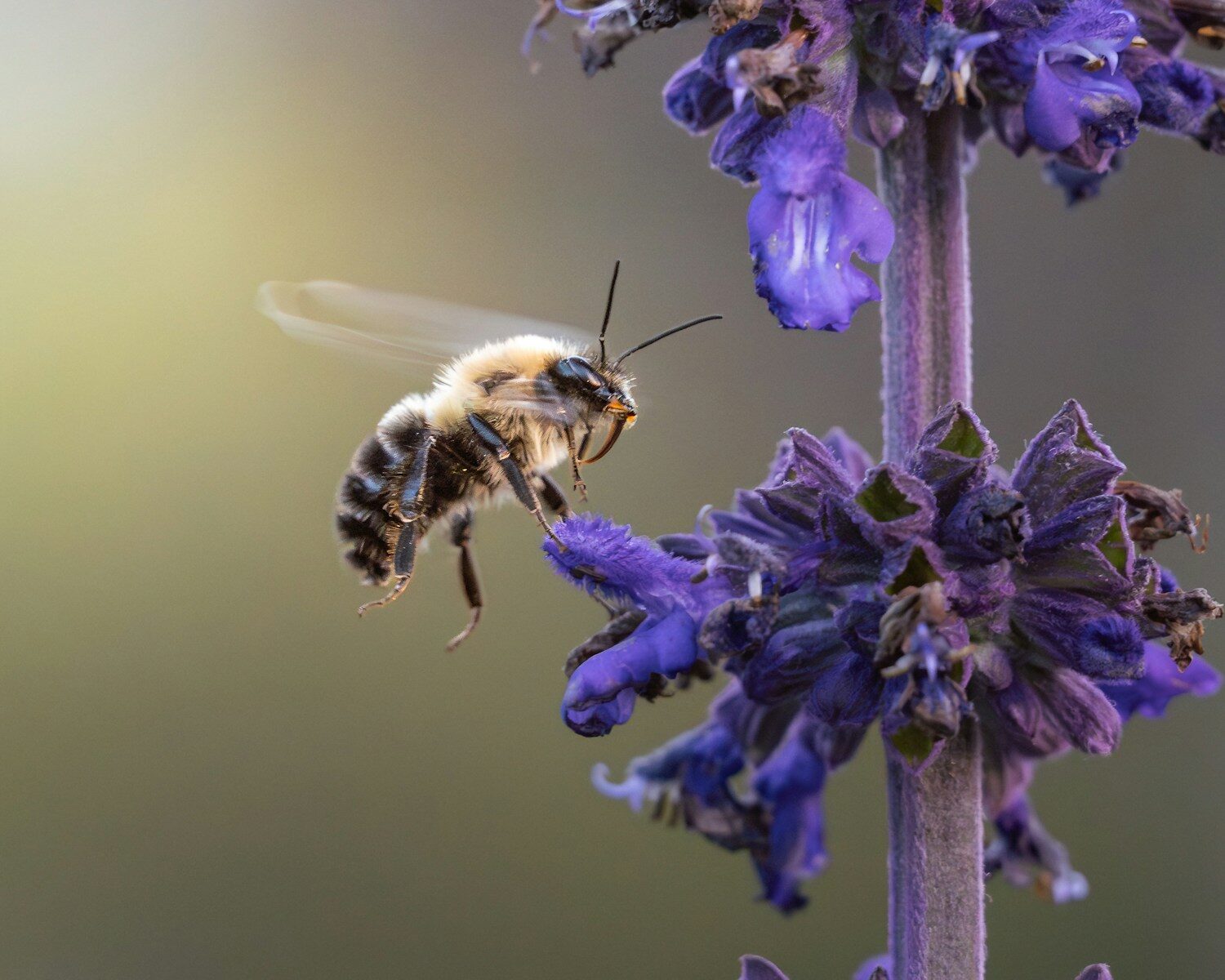 A honeybee in flight approaching vibrant purple flowers.