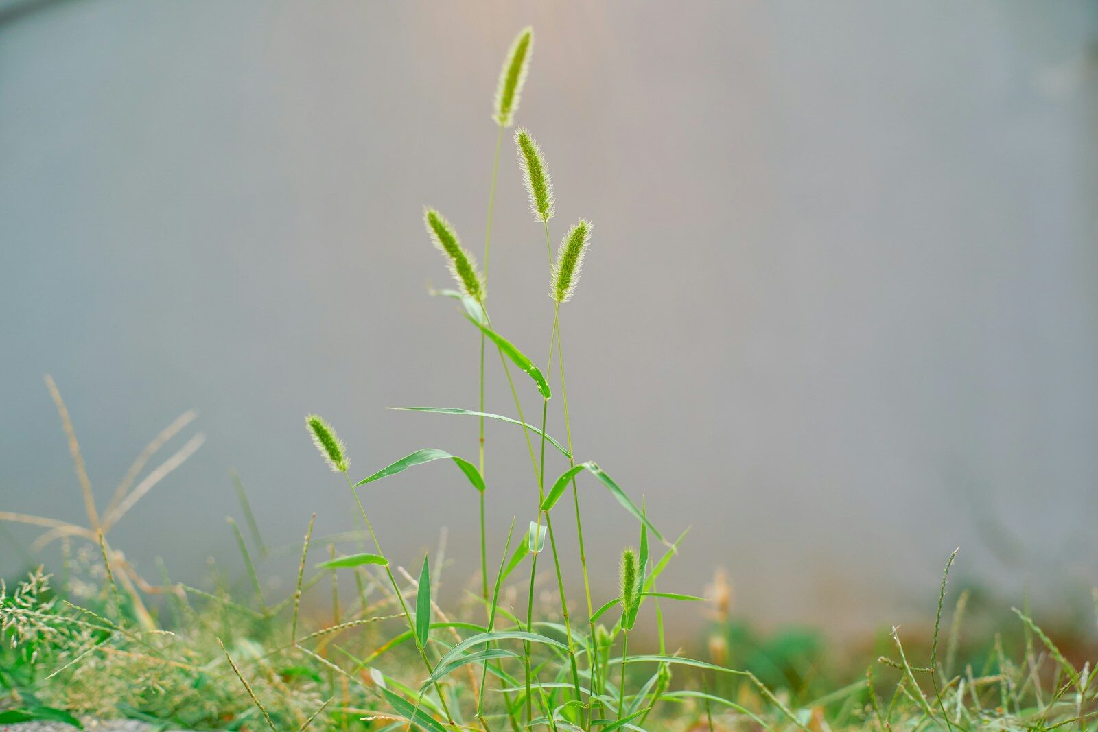 A green plant is growing in the grass